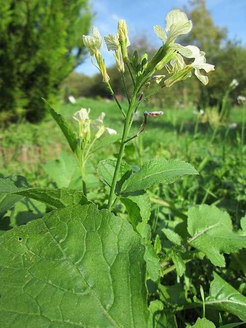 Radish: Wild wachsender Garten-Rettich ( Raphanus sativus ) am Tierfriedhof im Landschahtsschutzgebiet „Drahtzugweiher und das Habsterwiesental“ in Alt-Saarbrücken