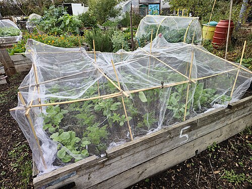 Radish: Radish, Raphanus sativus , in a raised bed in Harmony Gardens on Broadwater Farm Estate, Haringey, London, England. Wikimedia (2025) makes it difficult to immed