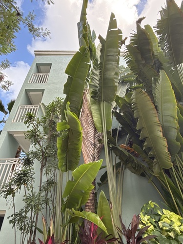 Traveler's tree (Ravenala madagascariensis)