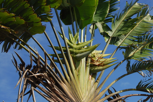 Traveler's tree (Ravenala madagascariensis)