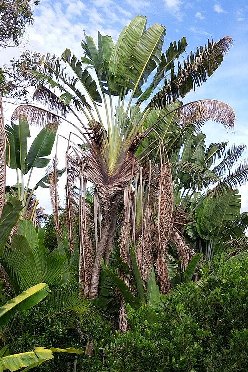 Traveler's tree: Traveller's Tree Ravenala madagascariensis , Atsinanana, Madagascar.