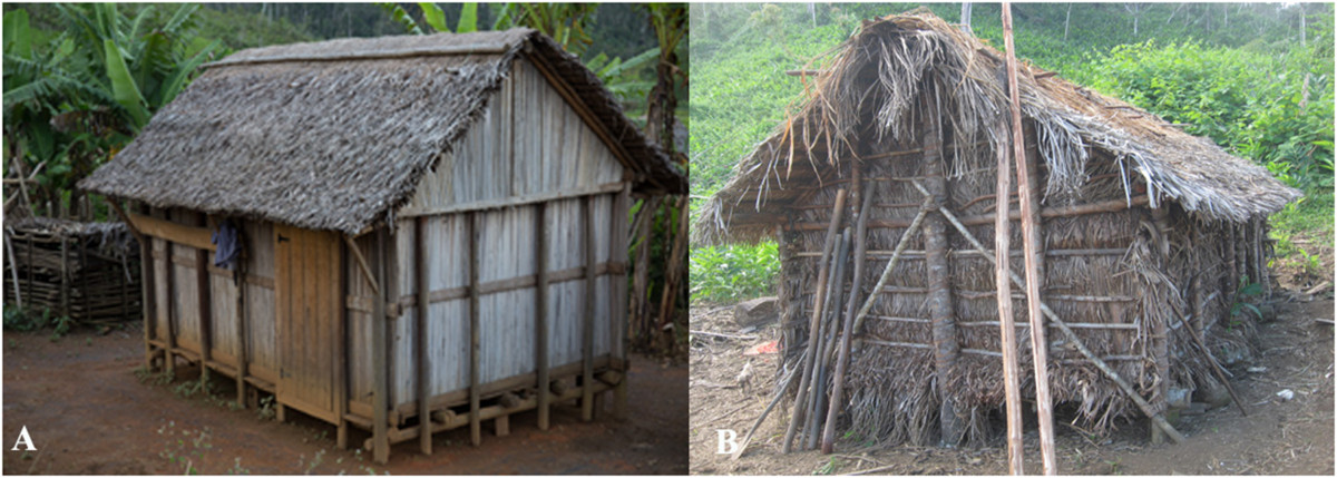Traveler's tree: From the original articleː "Housing structures built with R. madagascariensis . (A) Traditional house structure seen in Ambalabe using petioles for wall. (B) Te