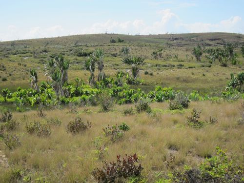 Traveler's tree (Ravenala madagascariensis)