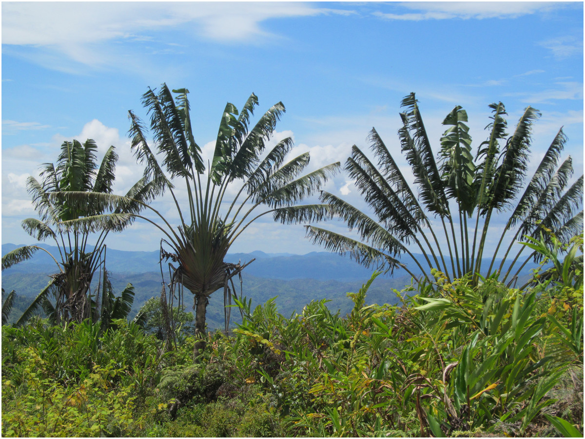 Traveler's tree: Ravenala madagascariensis (travaller's tree) in the east of Madagascar.