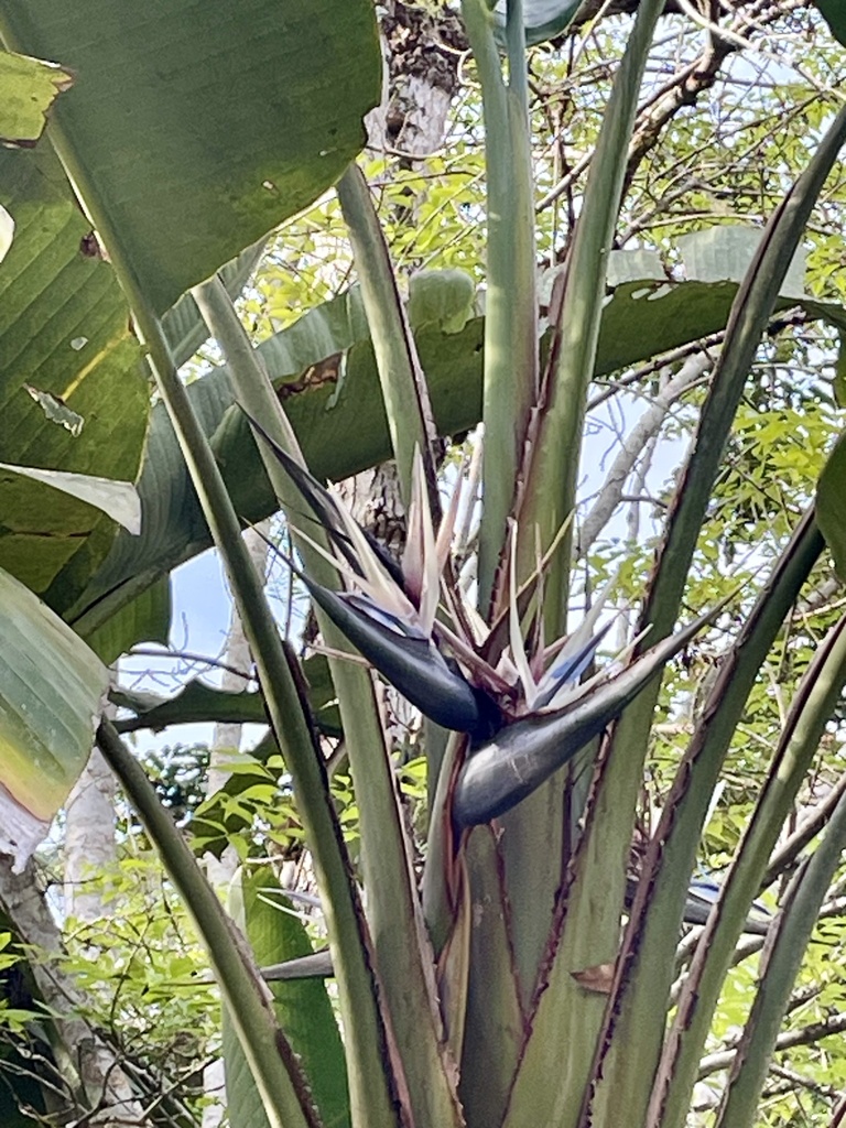 Traveler's tree (Ravenala madagascariensis)