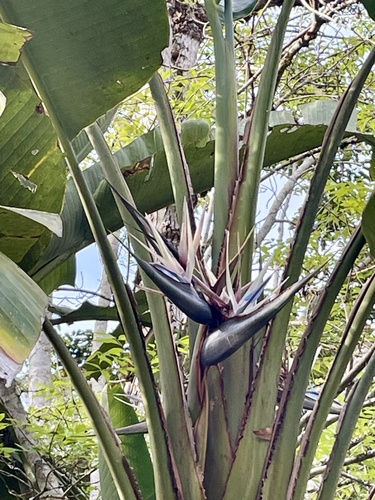 Traveler's tree (Ravenala madagascariensis)