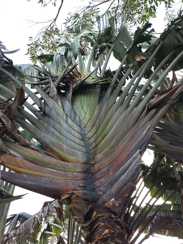 Traveler's tree (Ravenala madagascariensis)