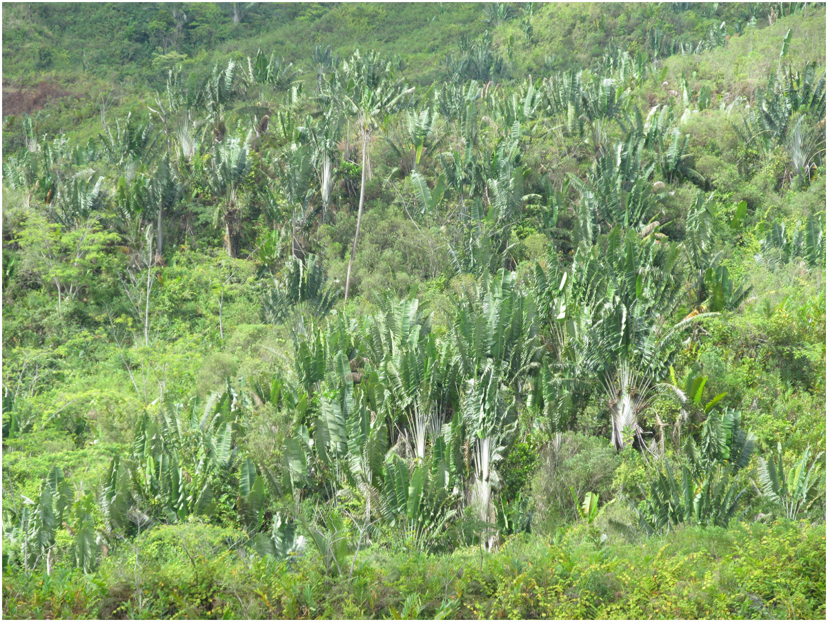 Traveler's tree: From the original articleː "Population of Ravenala madagascariensis called « Ravenala forest ». "