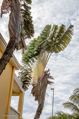 Traveler's tree (Ravenala madagascariensis)