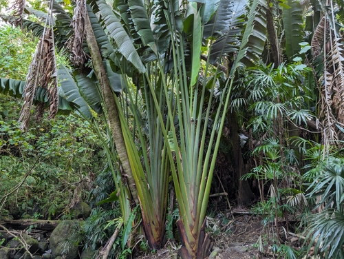 Traveler's tree (Ravenala madagascariensis)