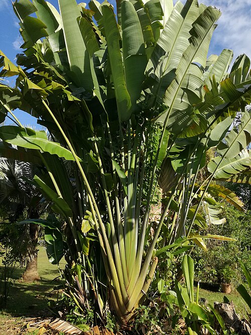 Traveler's tree: It is classified under the family of Strelitziaceae, however, the common name is traveller's palm because its appearance is like a palm. It growing like a big f
