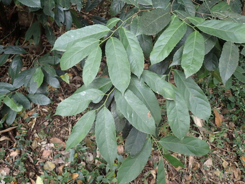 Rawsonia lucida (Rawsonia lucida)