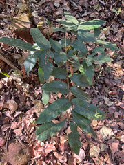 Rawsonia lucida (Rawsonia lucida)