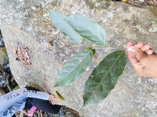 Rawsonia lucida (Rawsonia lucida)
