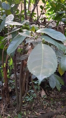 Rawsonia lucida (Rawsonia lucida)