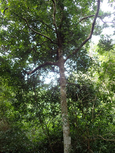 Rawsonia lucida (Rawsonia lucida)