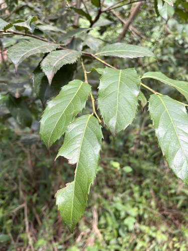 Rawsonia lucida (Rawsonia lucida)