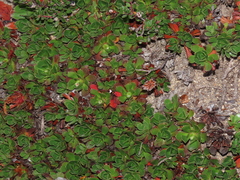 Rayenia malalcurensis (Rayenia malalcurensis)