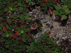Rayenia malalcurensis (Rayenia malalcurensis)