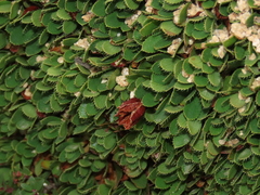 Rayenia malalcurensis (Rayenia malalcurensis)