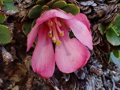 Rayenia malalcurensis (Rayenia malalcurensis)