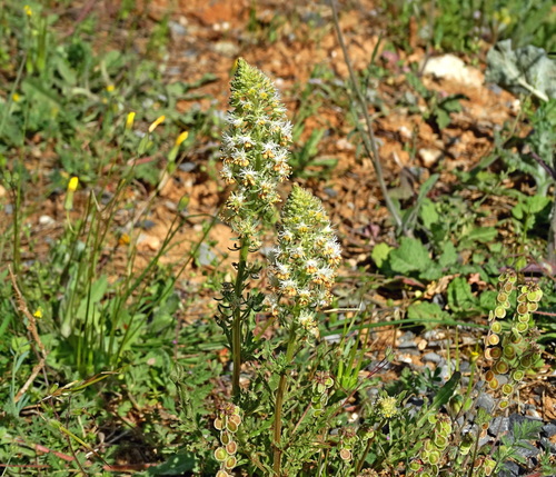 White upright mignonette (Reseda alba)