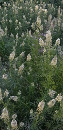 White upright mignonette (Reseda alba)