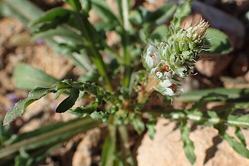 White upright mignonette: Reseda alba in Chichaoua
