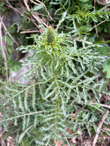 White upright mignonette (Reseda alba)