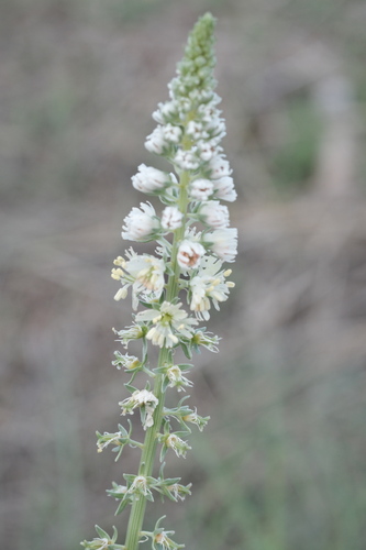White upright mignonette (Reseda alba)
