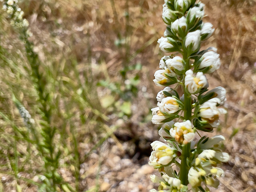 White upright mignonette (Reseda alba)
