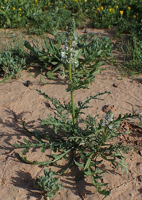 White upright mignonette: Reseda alba in Lamzoudia
