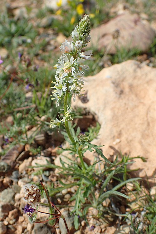 White upright mignonette: Reseda alba in Chichaoua