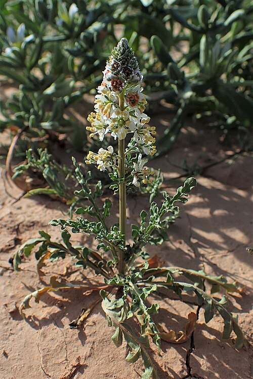 White upright mignonette: Reseda alba in Lamzoudia