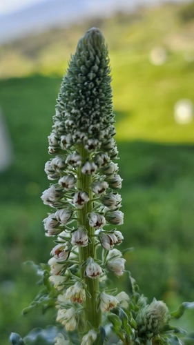 White upright mignonette (Reseda alba)
