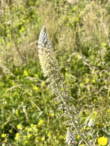 White upright mignonette (Reseda alba)