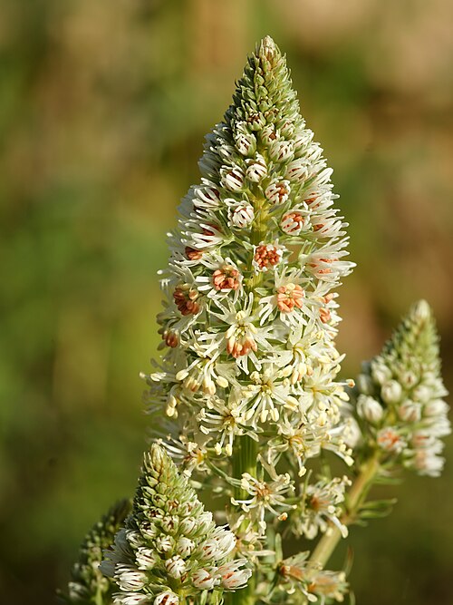 White upright mignonette: White upright mignonette. Close to Es Llombards, Mallorca, Spain