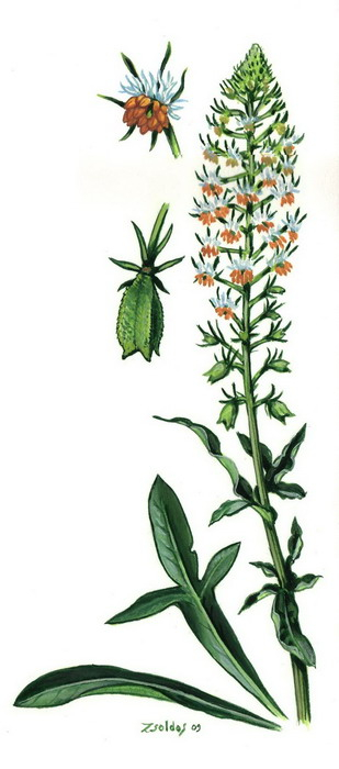 Reseda inodora: Reseda indora is a species of plant.
