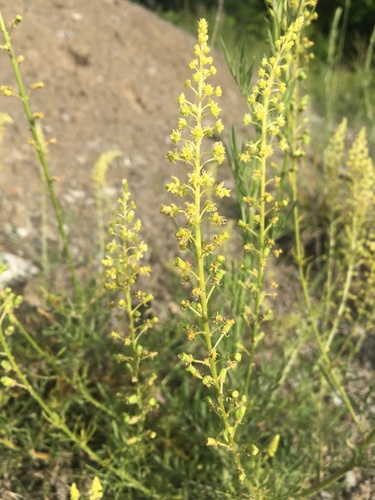Yellow mignonette (Reseda lutea)