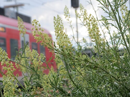 Yellow mignonette: Gelber Wau ( Reseda lutea ) am Hauptbahnhof Mannheim