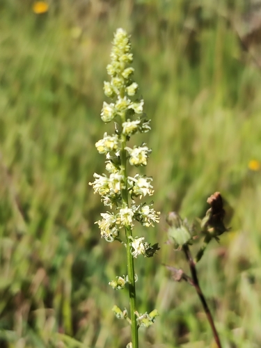Yellow mignonette (Reseda lutea)
