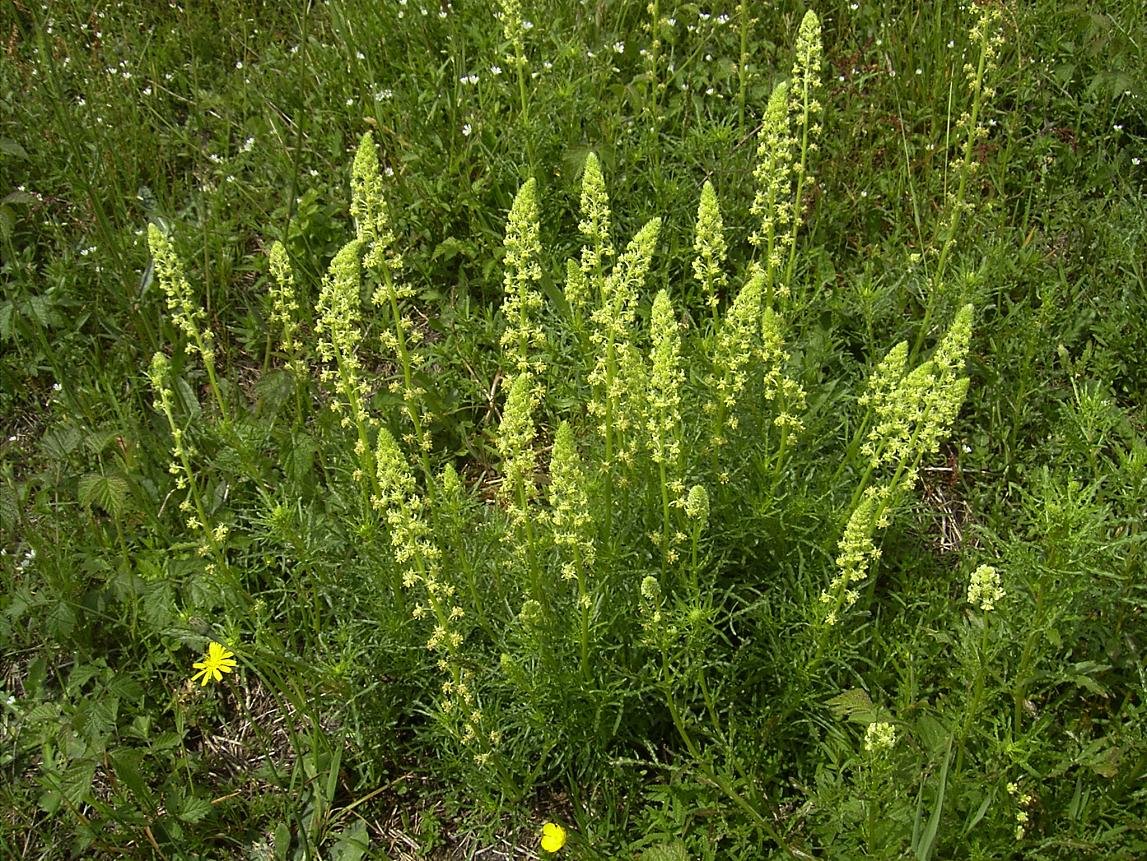 Yellow mignonette: Reseda lutea nl:Gouda , bedrijventerrein GoudsePoort, mei 2004,