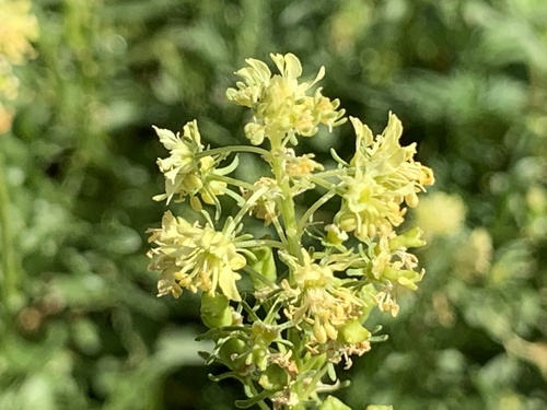 Yellow mignonette (Reseda lutea)