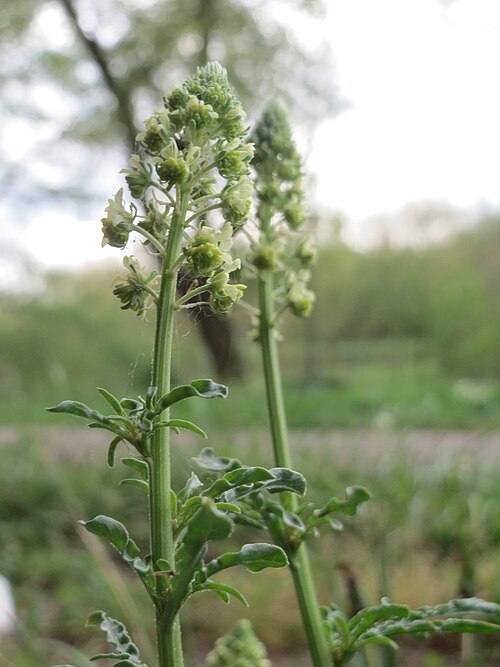 Yellow mignonette: Gelber Wau ( Reseda lutea ) an der Saar in Saarbrücken