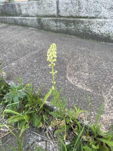 Yellow mignonette (Reseda lutea)