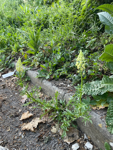 Yellow mignonette (Reseda lutea)