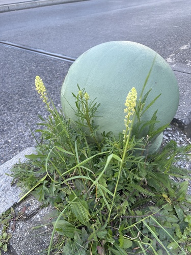 Yellow mignonette (Reseda lutea)
