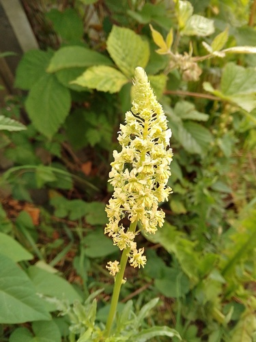 Yellow mignonette (Reseda lutea)