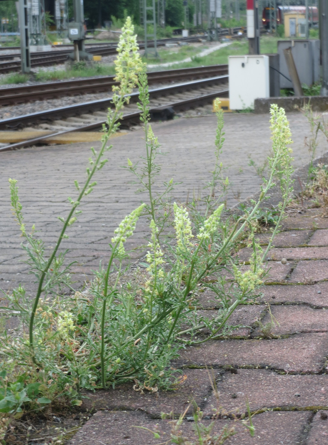 Yellow mignonette: Gelber Wau ( Reseda lutea ) am Hauptbahnhof Mannheim