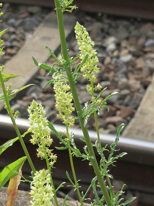 Yellow mignonette: Gelber Wau ( Reseda lutea ) am Bahnhof Oftersheim)
